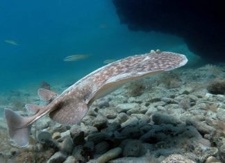 Мраморный электрический скат