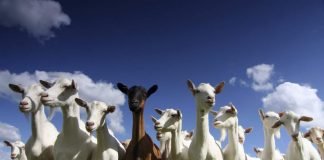 Как правильно кормить козу?