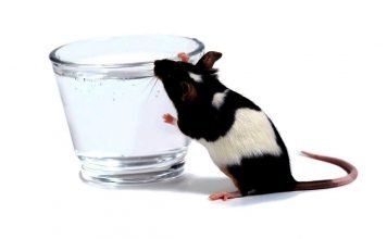 Кормление декоративных крыс: основные правила