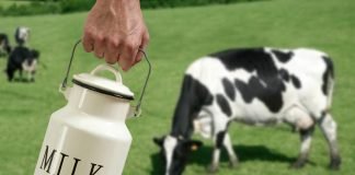 Что известно любителям молока о кормилице – корове?