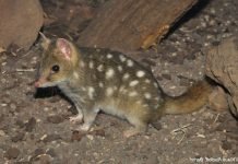 Крапчатая сумчатая куница