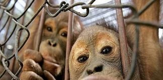 Фотографии кривляющихся животных