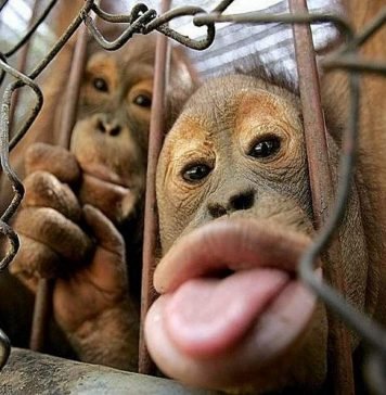 Фотографии кривляющихся животных