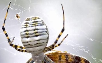 Пауки-кругопряды