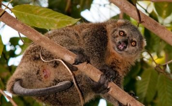 Медвежий кускус: родом с острова Сулавеси