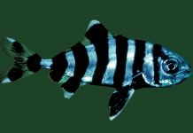 Лоцман – верный спутник акул а кораблей