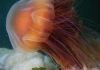 Медуза львиная грива, она же – волосистая цианея