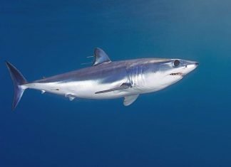 Мако: самая скоростная среди акул