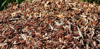 Что такое марабунта?