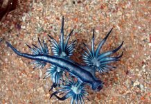 Главк — голожаберный моллюск