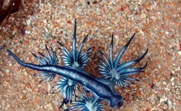 Главк — голожаберный моллюск