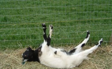 Обморочные козы: американки «со слабыми нервами»