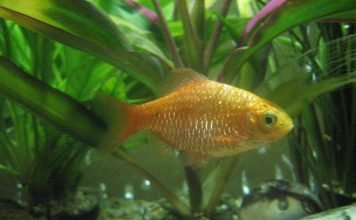 Огненный барбус: житель аквариумов