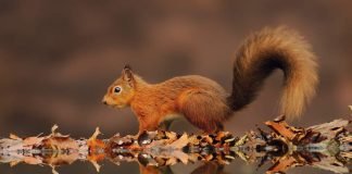 Отражения животных в воде: кто на свете всех красивей?