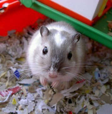 Чем рекомендуется кормить песчанку?