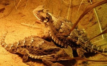 Жабовидные ящерицы