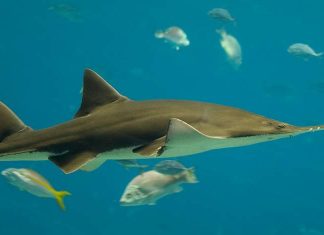 Рыба-пила: все подробности подводной жизни