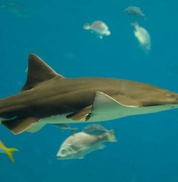 Рыба-пила: все подробности подводной жизни