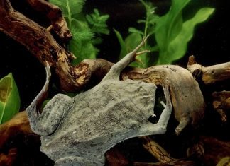 Суринамская пипа: своя ноша не тянет!