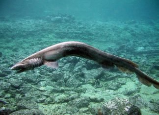 Плащеносец. Она же – плащеносная акула