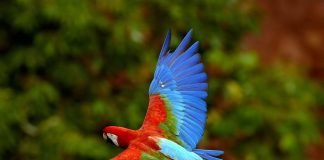 Как выбрать домашнего попугая?