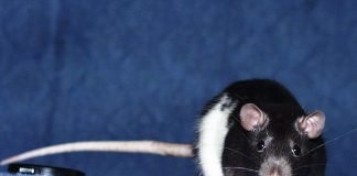 Как приручить крысу