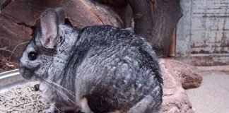 Как следует играть с шиншиллой?