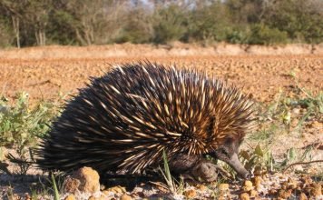 Проехидна: не совсем обычное млекопитающее