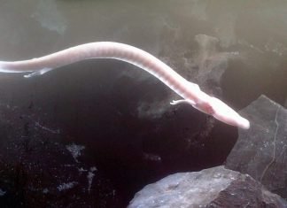 Протей европейский (олм): амфибия-долгожитель