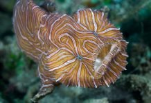 Психоделическая рыба: «страшная красотка»