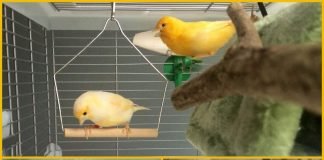 Какой корм подходит для птиц?