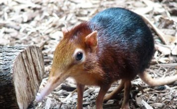 Хоботковая собачка Петерса Хоботковая собачка - необычное животное.