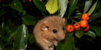 Как сделать дом для сони?