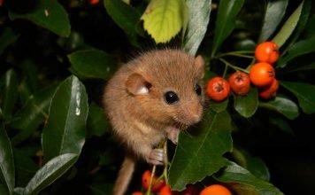 Как сделать дом для сони?