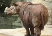 Суматранские носороги: животные-одиночки