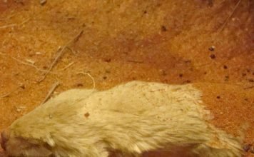 Сумчатые кроты: описание, фото