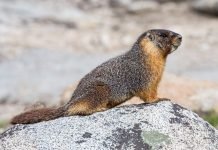 Желтобрюхий сурок