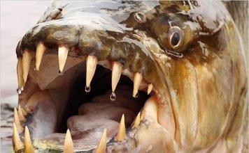 Интересные факты о большой тигровой рыбе