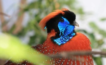 Птица трагопан-сатир: кто она?