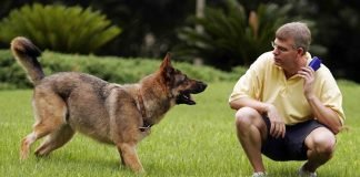 Физическая подготовка собак