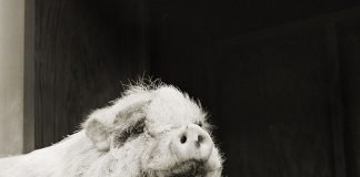 Трогательные портреты престарелых животных