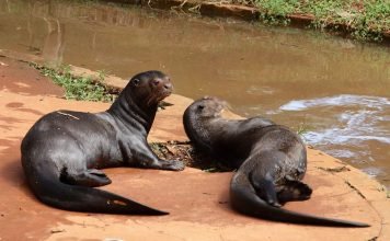 Бразильская выдра, она же — гигантская