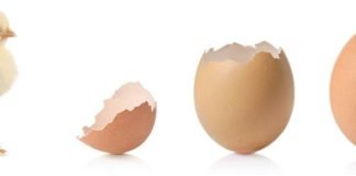 Как из яйца вылупляются цыплята?