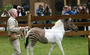 Зеброиды: продукт людской изобретательности