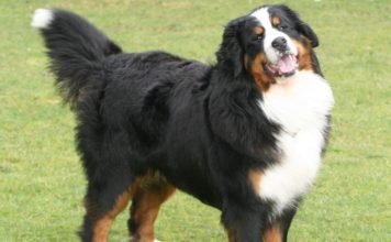 Бернский Зенненхунд: мастер своего дела