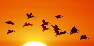 Животные на фоне солнца: удивительная природа