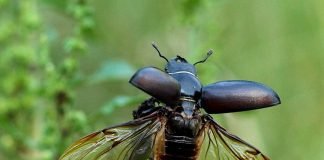 Жук-рогач: фото редкого насекомого