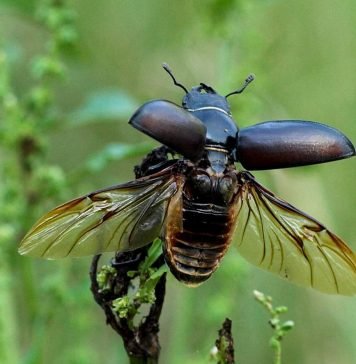 Жук-рогач: фото редкого насекомого