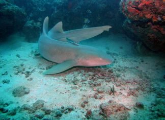 Акула-нянька: фото, описание рыбы
