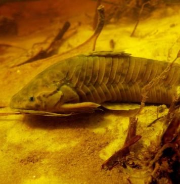 Хоплостернум торакатум — панцирный сом для аквариумов